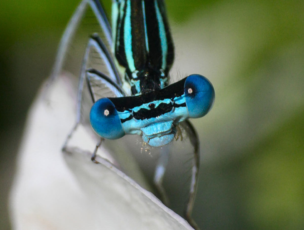 libellulina da identificare: Platycnemis pennipes